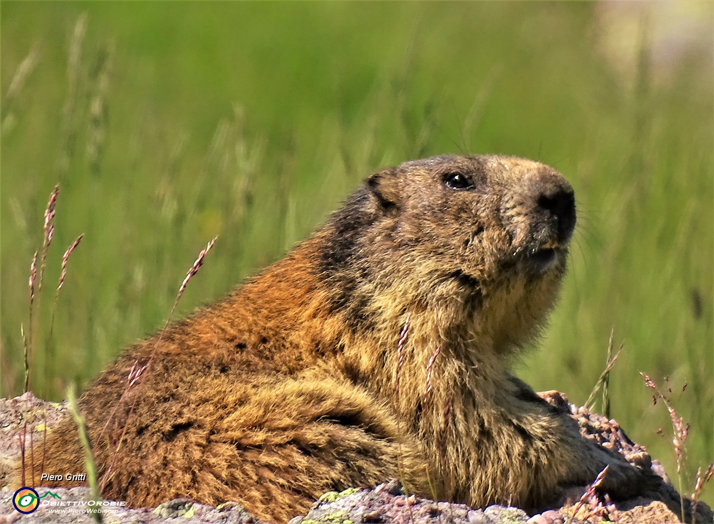 32 Marmotta in osservazione.JPG